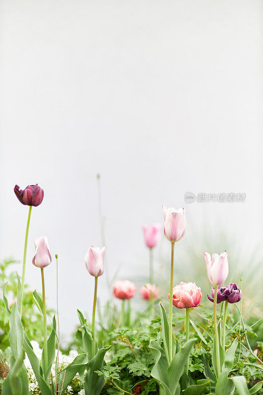 现代城市花园的各种照片，详细的花和花园家具的图片