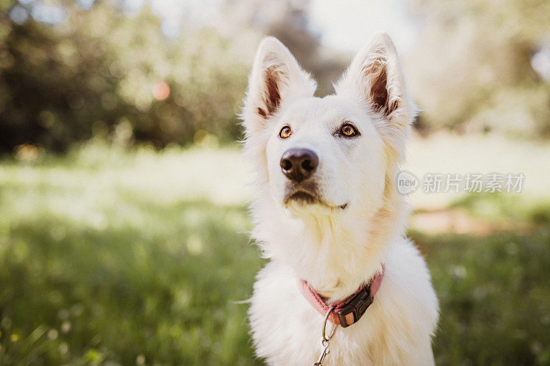 公园里美丽的白色瑞士牧羊犬