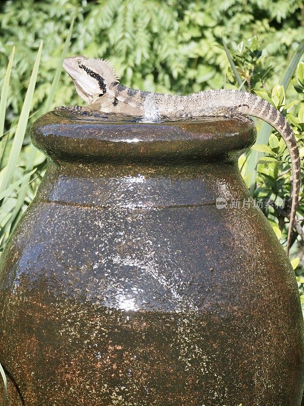 水龙坐在石头喷泉上