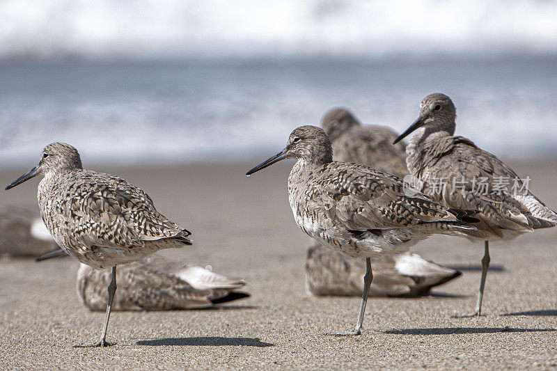 在太平洋海岸海滩觅食的海岸鸟