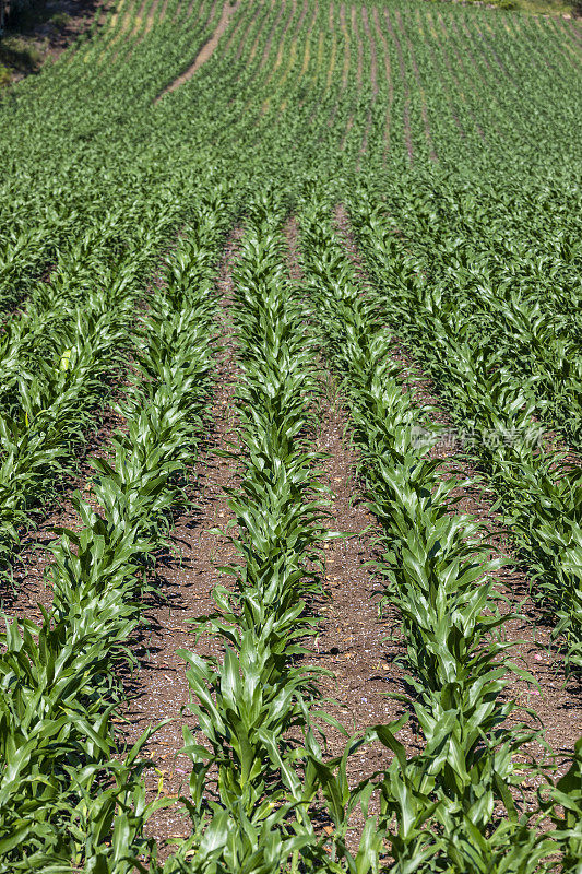 西班牙加利西亚的玉米种植农业