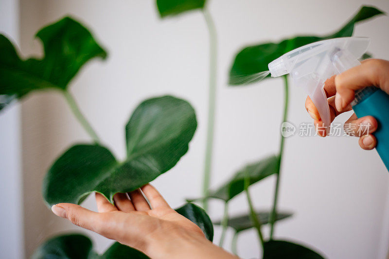 在植物上喷水的女人