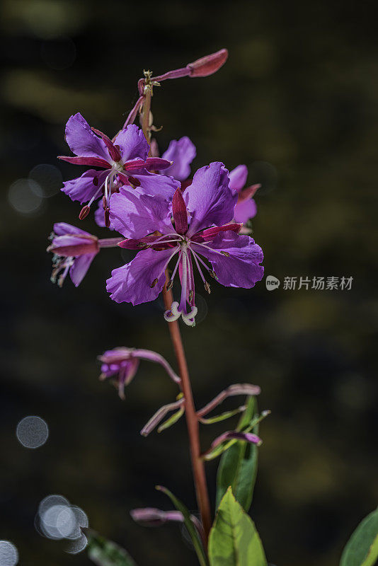 小杨梅，俗称火草，大柳草。洋葱谷，印约国家森林。柳叶菜科。