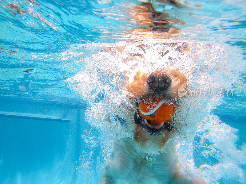 狗狗在水下玩网球