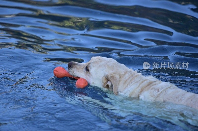 狗在湖中游泳的特写镜头