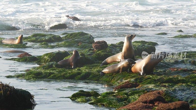 拉霍亚的海狮在岩石上。顽皮的野生耳海豹在石头和海藻上爬行。太平洋的浪花。野生动物自然栖息地的受保护海洋哺乳动物，圣地亚哥，加利福尼亚，美国