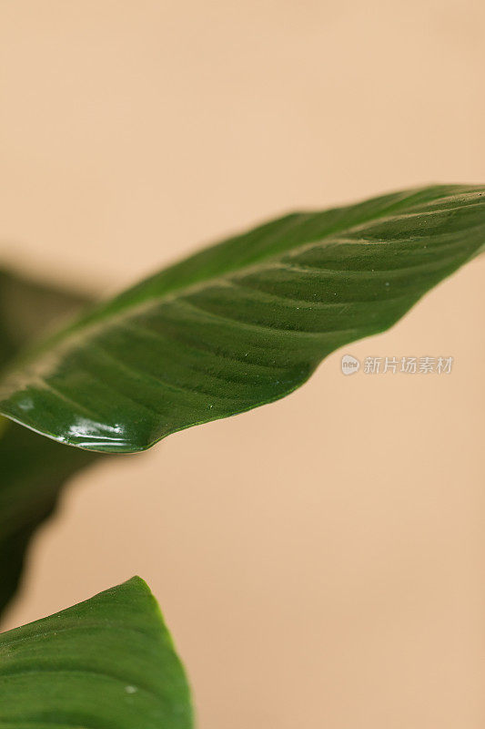 在明亮的自然光下，一株和平百合(Spathiphyllum)植物的绿叶茂盛，白色的Spadix被罕见的双Spathe包围