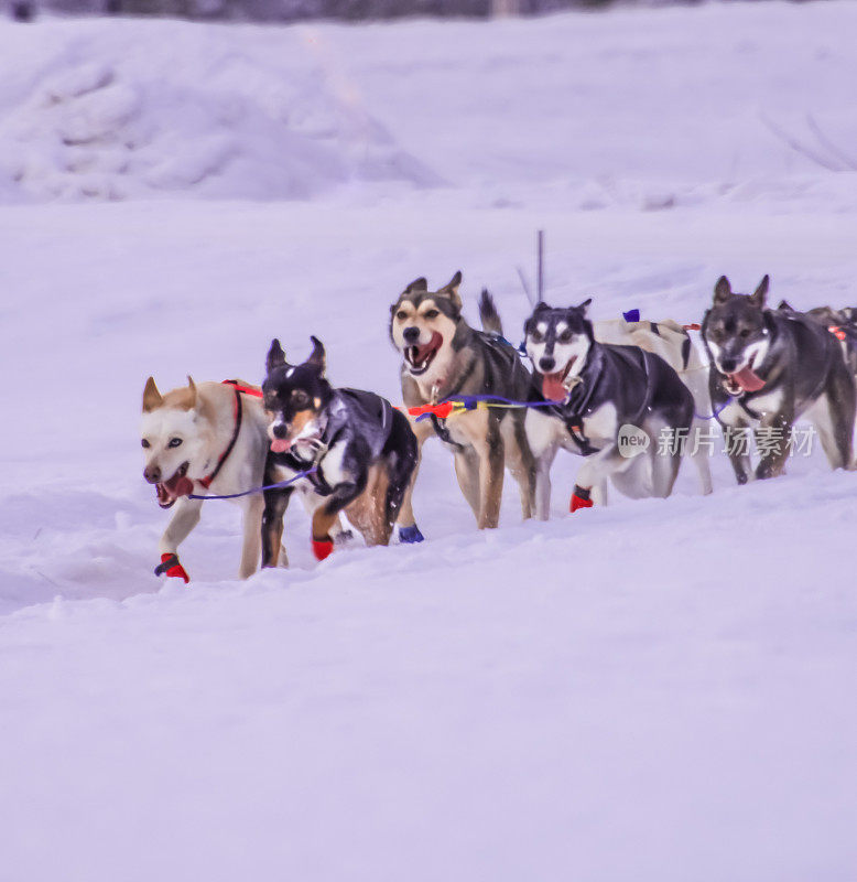 阿拉斯加内陆的雪橇狗