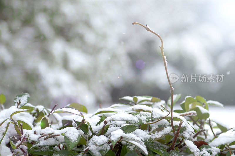 树枝上的雪-冬天的背景。