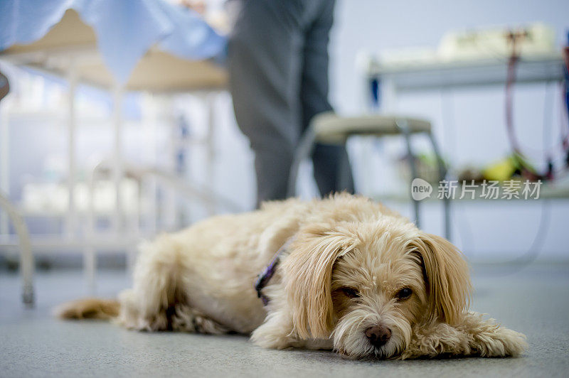 物理治疗师任命的犬只