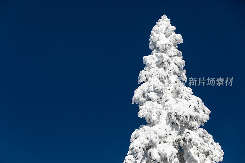 一片空地上的一棵冰冻的树