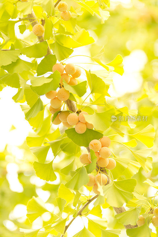 Gingko