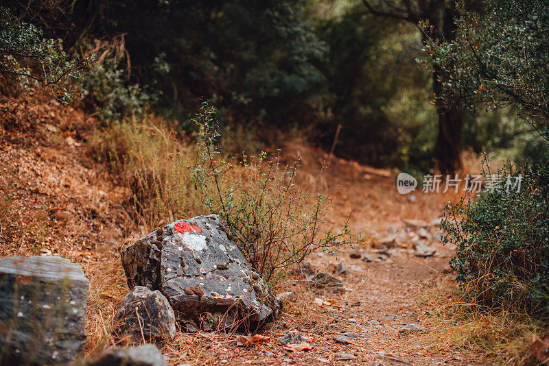 红色和白色标记的岩石在丛林中帮助找到路线