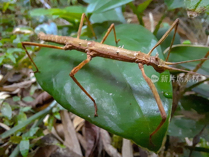 Phasmatodea