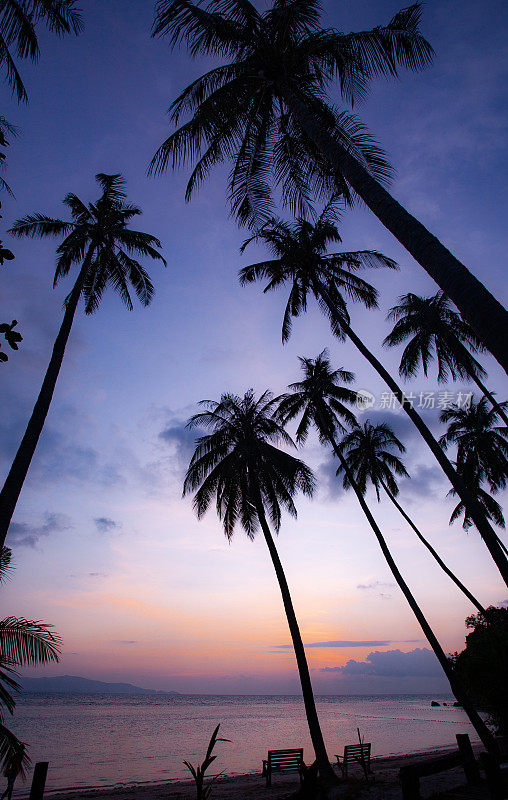 黄昏时分，泰国帕岸岛里拉海滩上的棕榈树。