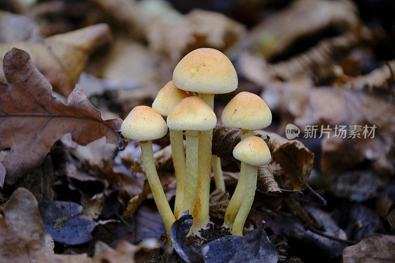 地上生长的蘑菇特写镜头
