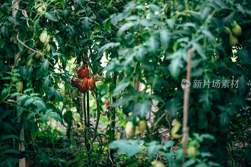 植物和花卉:一个有许多番茄植物的菜园