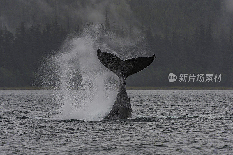 在阿拉斯加东南部的弗雷德里克湾，尾巴或带尾的抛座头鲸。最远。