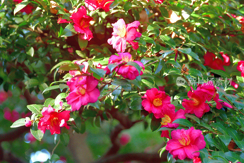 山茶花油茶花