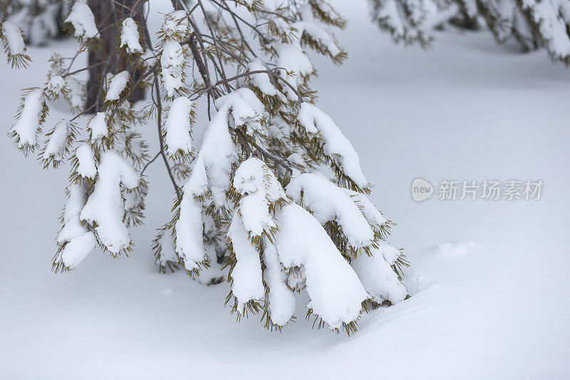 白雪覆盖的松树枝