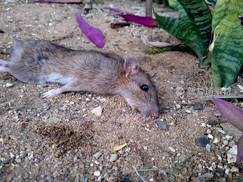 花园里有死老鼠