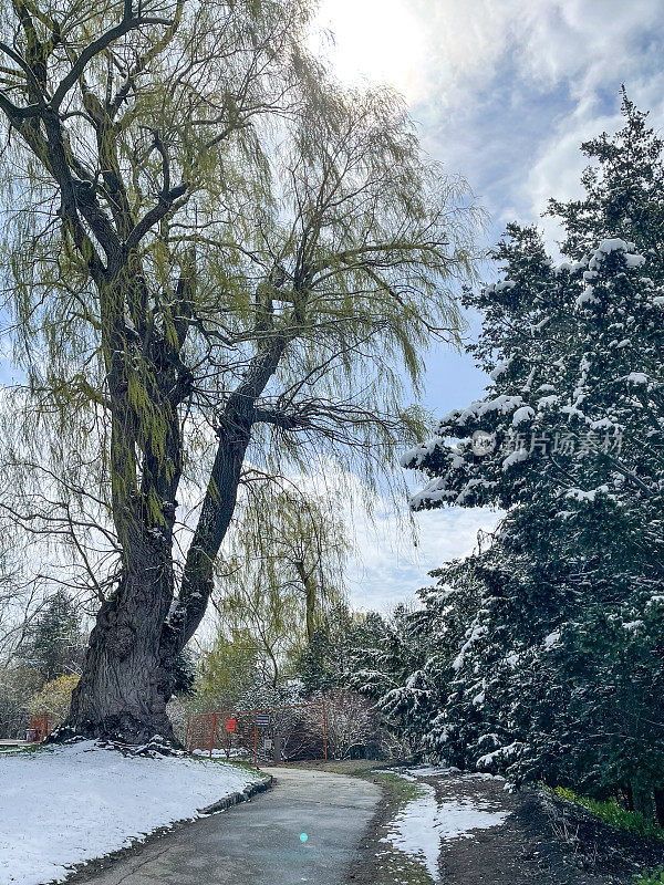 爱德华花园与雪在春天，多伦多，加拿大