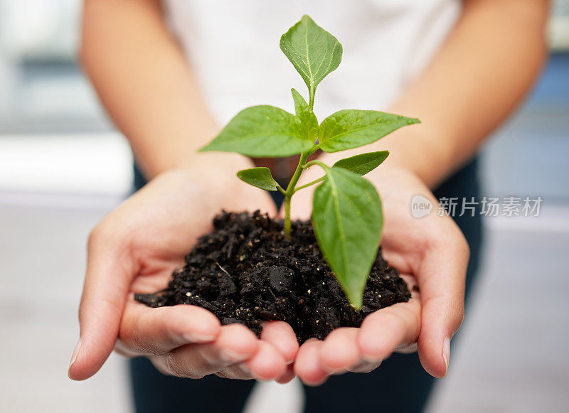 一个不知名的人拿着要种的植物幼苗