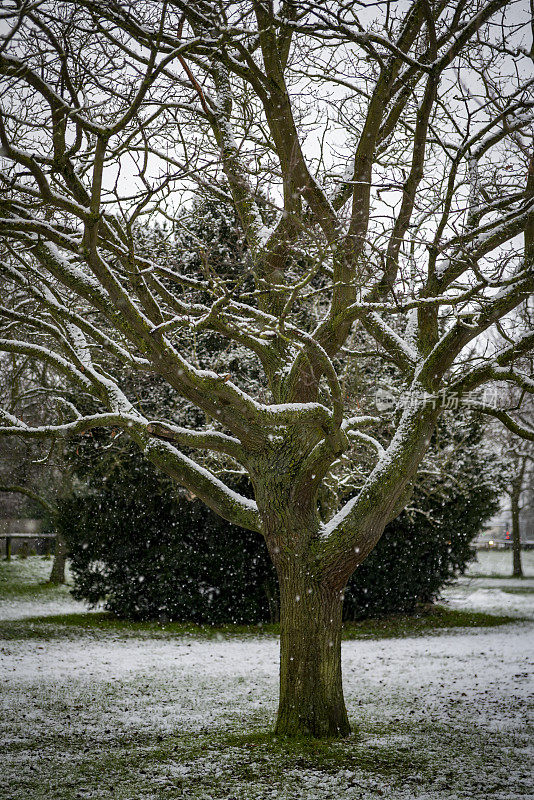 树在一场雪阵雨