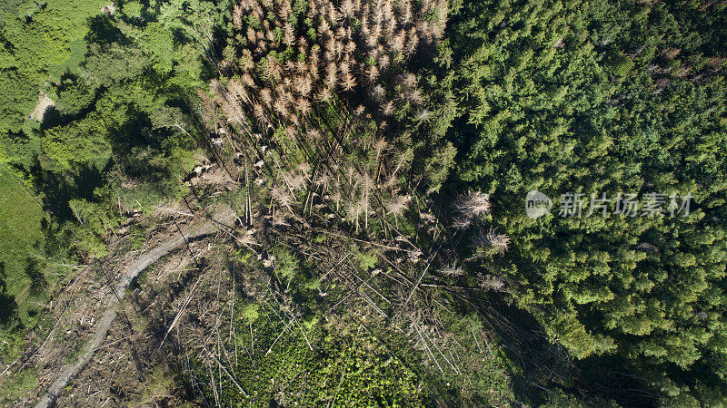 森林砍伐，死树和森林枯梢病-鸟瞰图