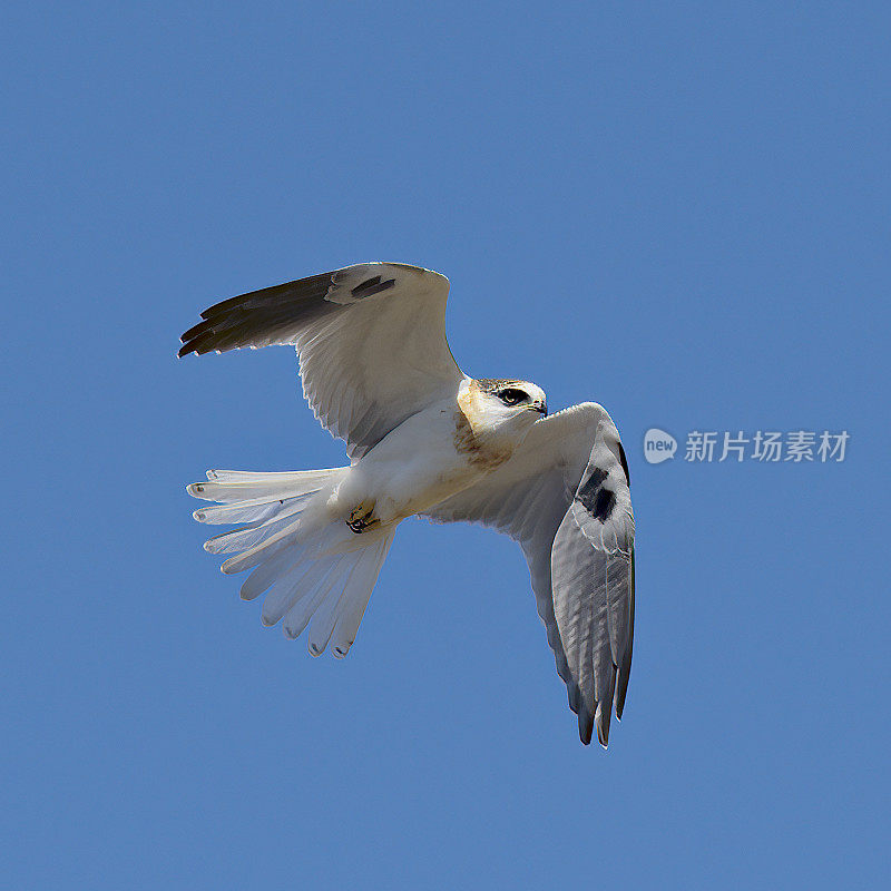 一只白尾风筝在蓝天下飞翔