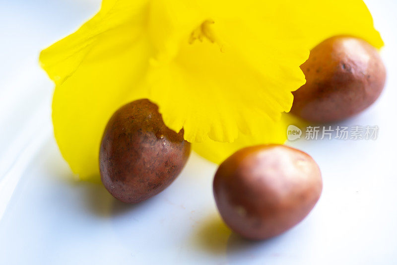 水仙花和巧克力复活节彩蛋