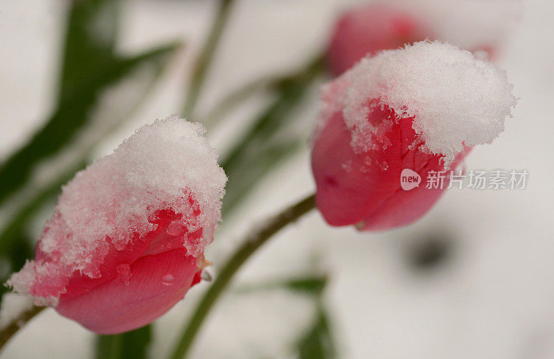 郁金香被雪覆盖