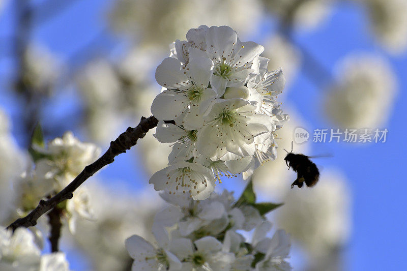 蜜蜂飞在樱花上采集花蜜。