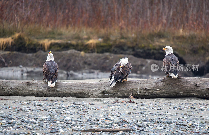 三只阿拉斯加秃鹰栖息在奇尔卡特河的圆木上