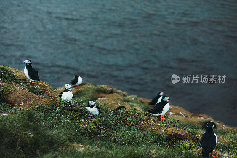 冰岛午夜太阳下美丽的海雀