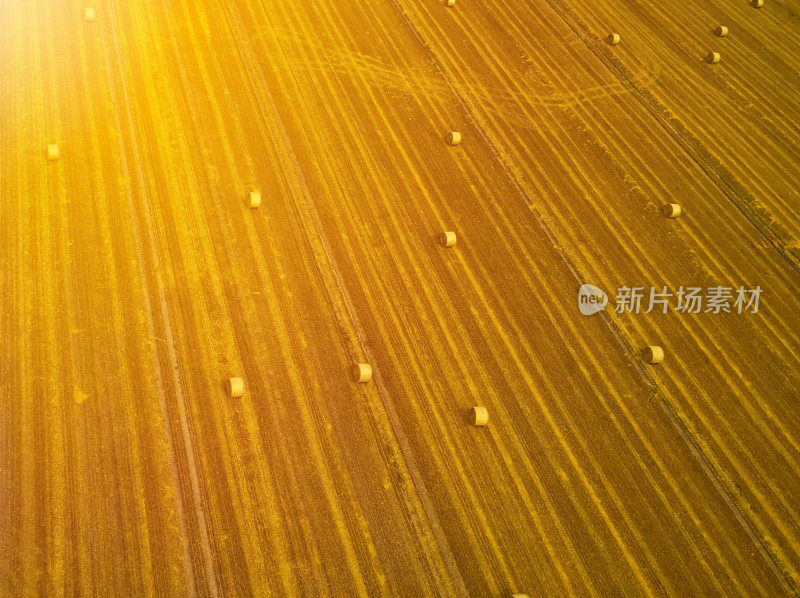 从高空俯瞰的残茬田，圆圆的麦秆在阳光下闪闪发光