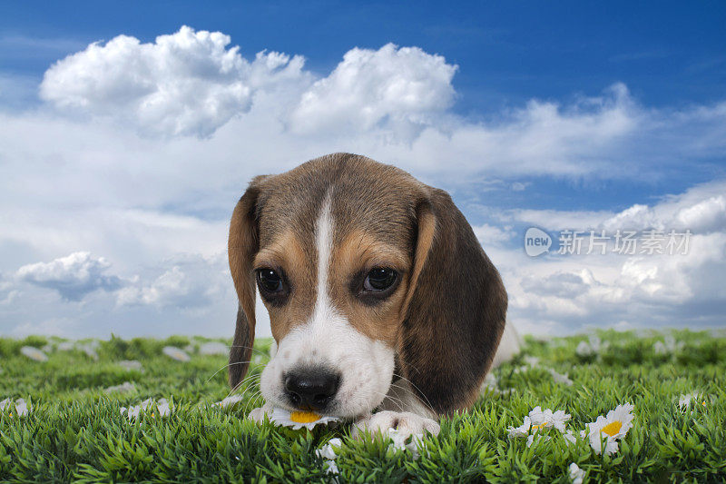 小猎犬在花园里玩耍