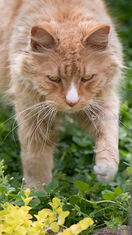 橙色猫-家长毛-户外宠物