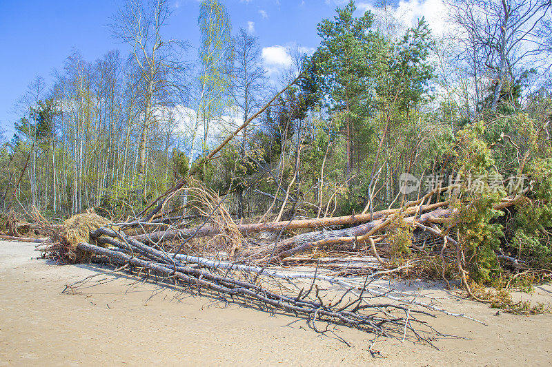 暴风雨中海岸线被淹了。波罗的海沙滩上倒下的树木。利埃鲁佩河在里加湾的河口。