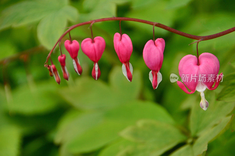 软心肠的花。