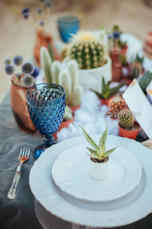 婚礼餐桌上装饰多肉植物