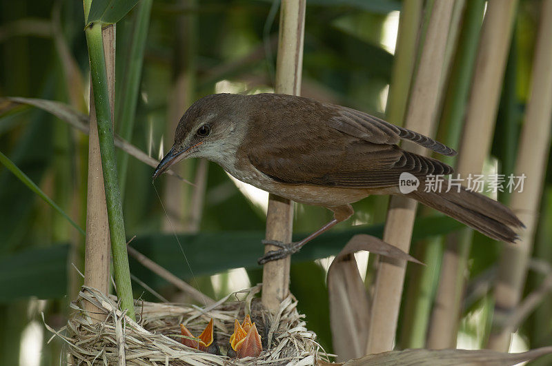 巢中的芦苇莺(arundinacus)