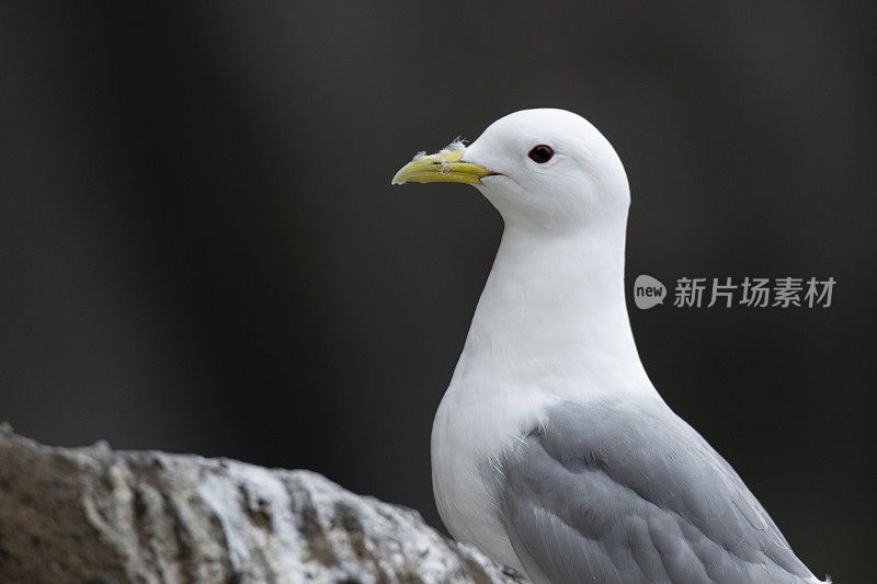 黑腿三趾鸥