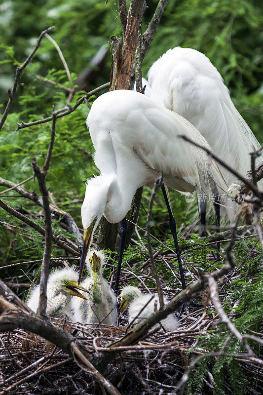 三只大白白鹭幼崽在等待妈妈给它们喂食