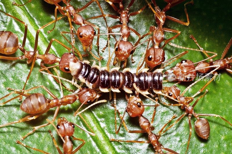 蚂蚁圈帮助咬毛虫身体部分。
