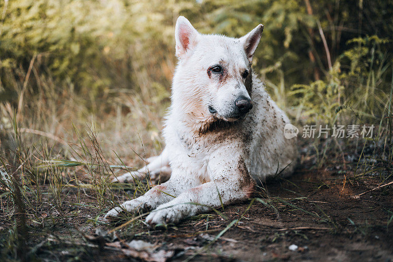 一只巨大的白色瑞士牧羊犬脏兮兮地坐在湖边