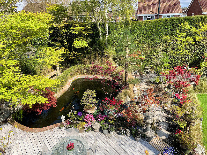 花园装饰的形象锦鲤池与盆栽枫树，日本石灯笼和花园雕像装饰，风化，白色，槽硬木材装饰，修剪整齐的草坪，升高的观点