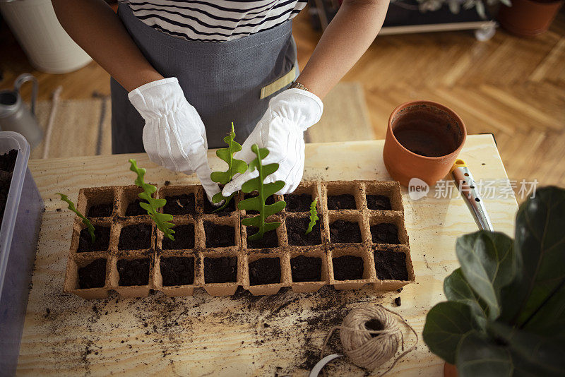 室内花园:一个无名女子在可生物降解的花盆里种植植物的俯视图