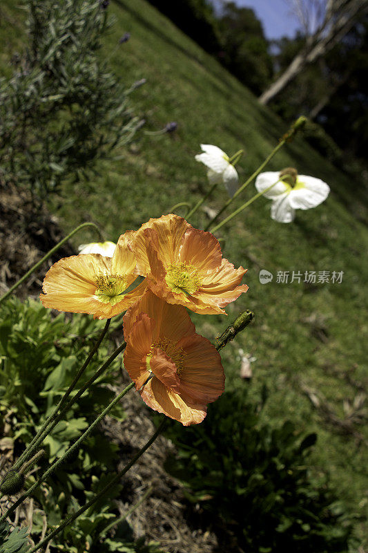 在花园里种植的罂粟花，主要是橙色的花