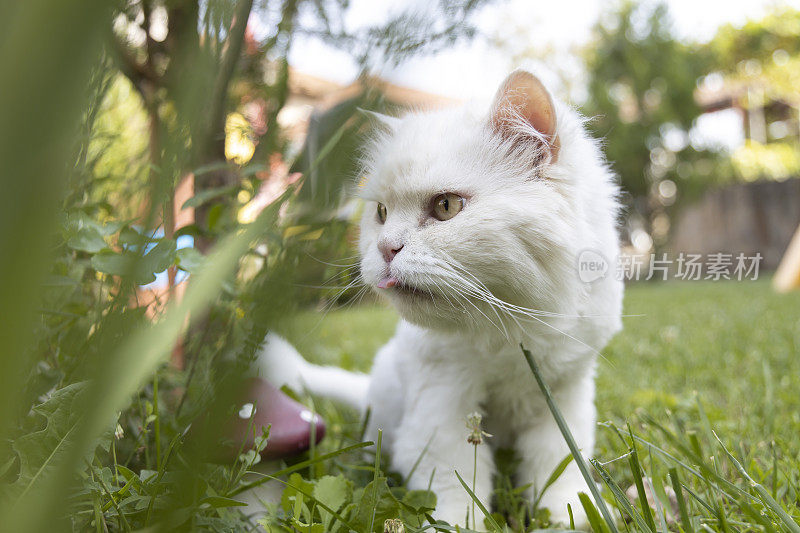 一只白猫在花园里散步。住在房子里的家猫。